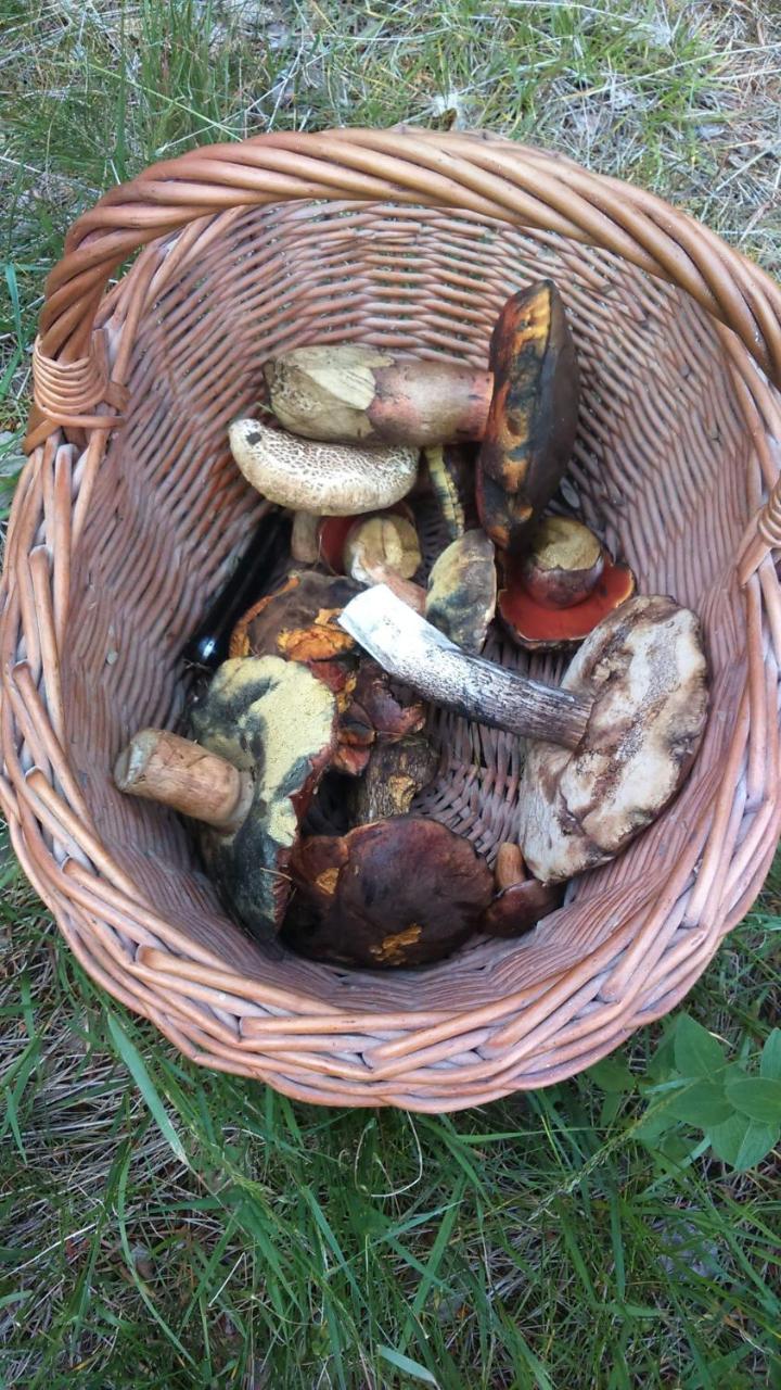 Farma U Lesa Apartment Hlinsko Bagian luar foto
